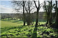 Trees and shadows, Keady