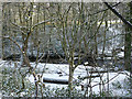 Trees around Morton Beck