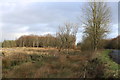 Woodland near Holm of Glasnick