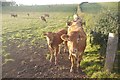 Cattle near Cowie