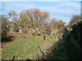 Narrow wooded field and footpath