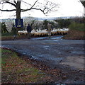 Herding sheep down Smugs Lane, Cholderton