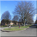 Barnwell: winter trees, Rayson Way