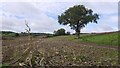 Fodder maize stubble