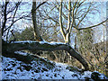 Regrowth in Spring Gill Wood