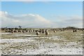 NZ2594 : Sheep close to Houndalee Farm by Graham Robson