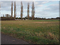 Fallow field with disused piggery in background