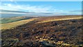 SD9831 : Burnt heather on Shackleton Moor / Shackleton Knoll, above Walshaw by Phil Champion