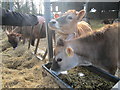 Cows at Freewood Farm, Elmdon