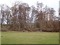 Copse and felled trees