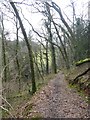 Coleridge Way in Blagdon Wood