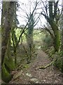 Footpath through Watercombe Wood