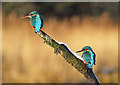 NX6856 : Kingfishers by the Tarff Water by Walter Baxter