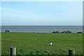 The Greensward, Frinton-on-Sea, with hopeful seagull