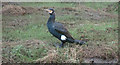 SW9972 : Cormorant, Wadebridge by Derek Harper
