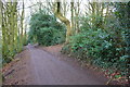 Footpath through wood beside golf course