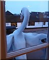 A swan through the window