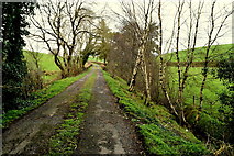 H4469 : Birch trees along Beagh Road at Loughmuck (Alcorn) by Kenneth  Allen