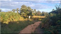 SY9787 : Resurfaced path near Coombe Heath pond, RSPB Arne nature reserve by Phil Champion