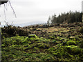 S7838 : Felled Area by kevin higgins