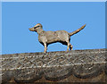 Straw Dog on the Roof