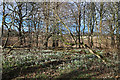 Woods with Snowdrops