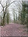 SE7666 : Track through woodland by Gordon Hatton