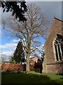 St John, Kenilworth: tree in the churchyard