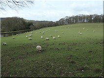 SE0543 : Sheep grazing on the east side of Lodge Hill by Christine Johnstone