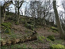 SE0543 : Millstone grit outcrop, Low Wood nature reserve by Christine Johnstone