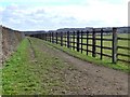 Bridleway between a hedge and a fence