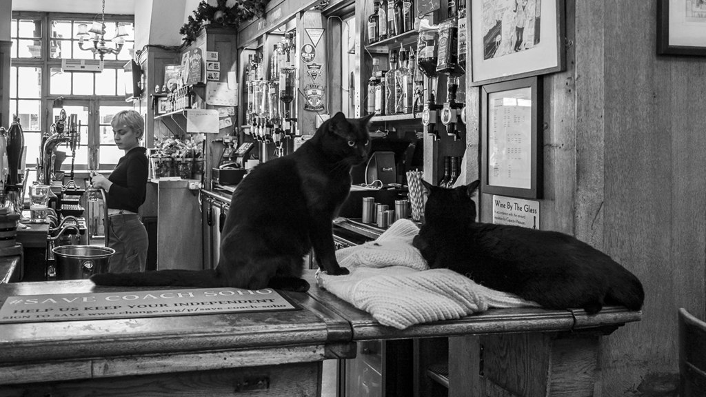 Pub cats, London © Rossographer :: Geograph Britain and Ireland