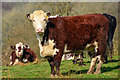 Mid Devon : Cattle Grazing