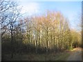 Gibbet Hill woodland