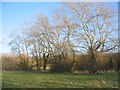 Trees alongside Canley Brook