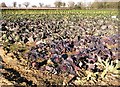 Red cabbage in a field