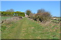 Grassy track at Itchen Down Farm