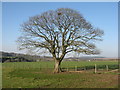 Sycamore at Newbigging