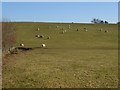 A bank of sheep