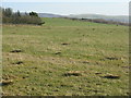 NT0347 : Pasture at Weston by M J Richardson