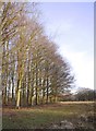 Beech trees along the edge of Coronation Plantation, February 2019