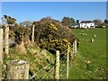 Field boundary alongside A487