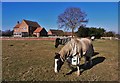 Hodsock Lodge Farm