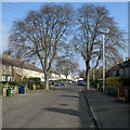 Tall trees on Hobart Road