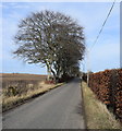 Beech trees