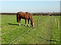 Is the grass greener next to an electric fence?