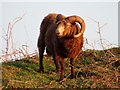 SZ1690 : A horned sheep on Hengistbury Head by Steve Daniels