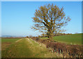 Footpath at Brackwell Farm