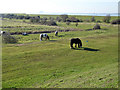 TQ7175 : Horses behind sea wall by Robin Webster
