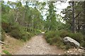 NH8807 : Path beside Loch an Eilein by Graham Robson
